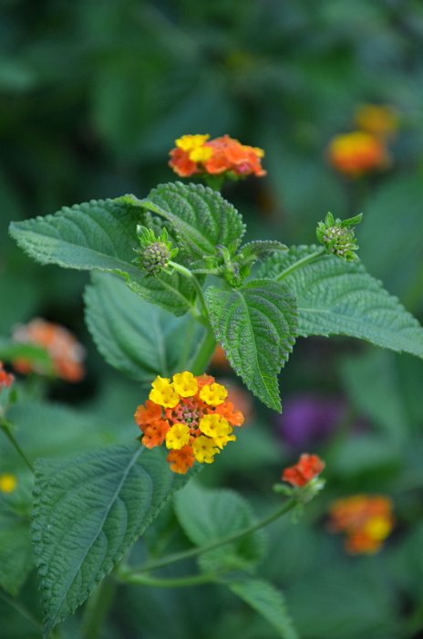Lantana camara 'Professeur Raoux'